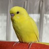 セキセイインコ　里親募集します。 サムネイル4