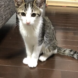 人懐こくて元気いっぱい！