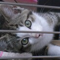 近所の方が保護してる子猫です
