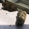 みなぽ