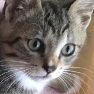 里親決定しました