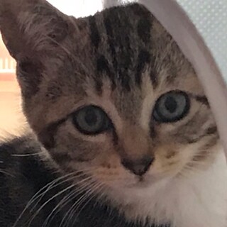 里親決定しました