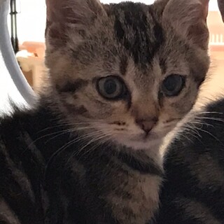 里親決定しました