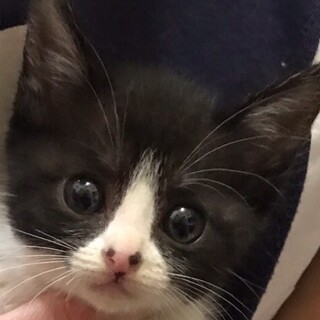 里親決定しました