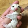 ペロみ