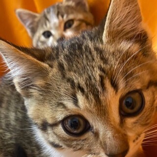 里親決定しました