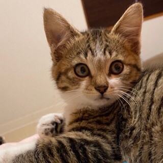 里親決定しました