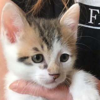 里親決定しました