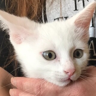 里親決定しました