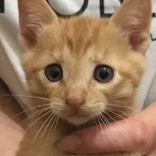 里親決定しました