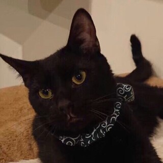 仮名　ジャコビ