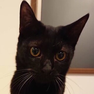 里親決定しました