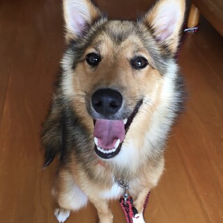 柴×シェルティー　人懐っこい女の子