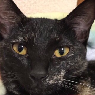 里親決定しました