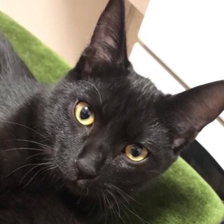 里親決定しました