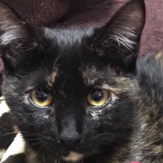 里親決定しました