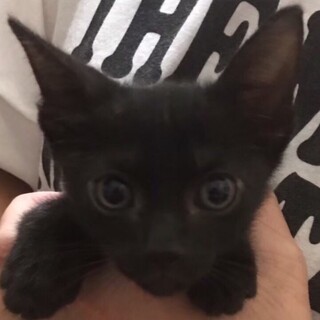 里親決定しました