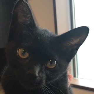 里親決定しました。