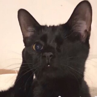 里親決定しました