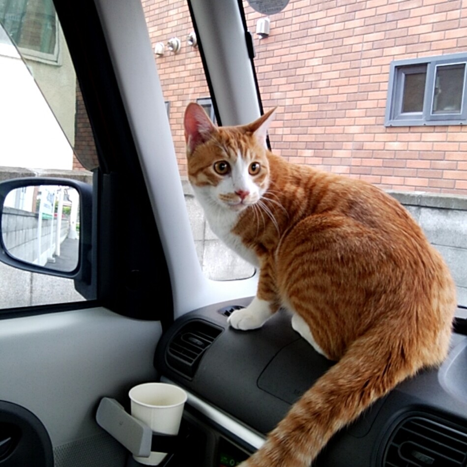 こだちのカバー写真