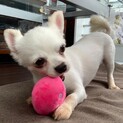 尻尾フリフリ全開で甘えてくれるコイン君♪