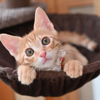 生後２ヶ月茶トラの男の子