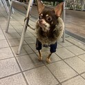 スムースチワワ