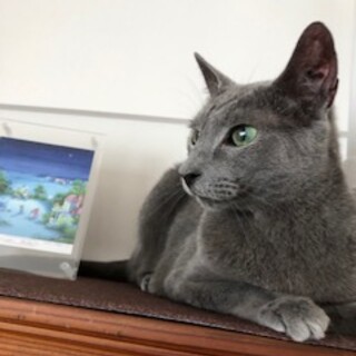 ロシアンブルー