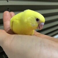 レモン
