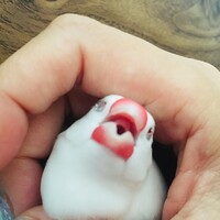 シュシュ