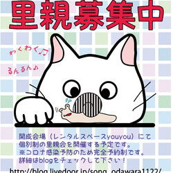 保護猫の譲渡会@開成町(足柄上郡)
