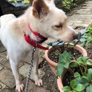 全く手を取らない小さ目野犬やつし君