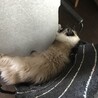 の写真