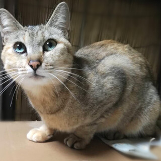 甘えたくてしょうがない♪パステルカラー美猫