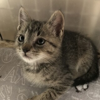 生後推定２ヶ月未満  猫 男の子