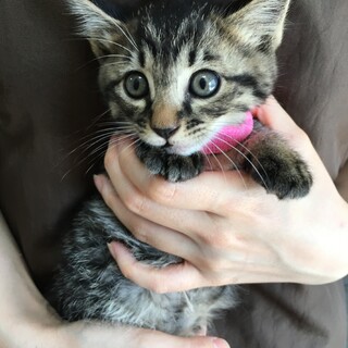 里親決定。4兄弟で保護、そら豆君2ヶ月