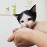 ベタなれ、人が大好きな子猫です。 サムネイル4