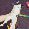 ベタなれ、人が大好きな子猫です。 サムネイル5