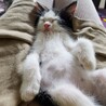 ベタなれ、人が大好きな子猫です。 サムネイル6