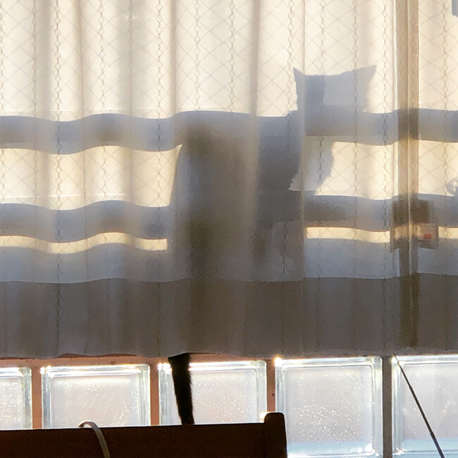 みぬこのカバー写真