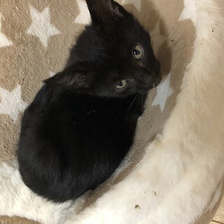 ありがとうございました★黒ねこ坊やいさみくん