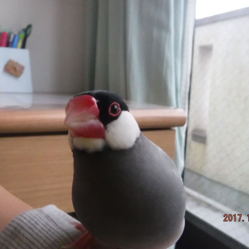 ハクのカバー写真