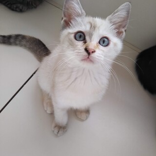 ブルーアイの生後三か月弱のみるきーちゃん