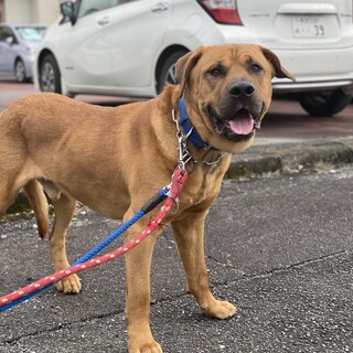 人が大好きな子の家族になってください。