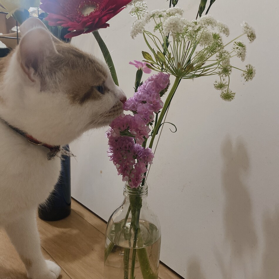 パルのカバー写真