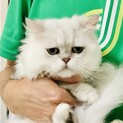 超甘えん坊さんの可愛いペルシャの男の子