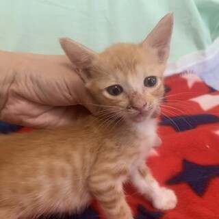 小柄で可愛い茶白えでぃ君 離乳中