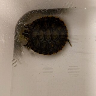 ミドリガメのベイビー保護!