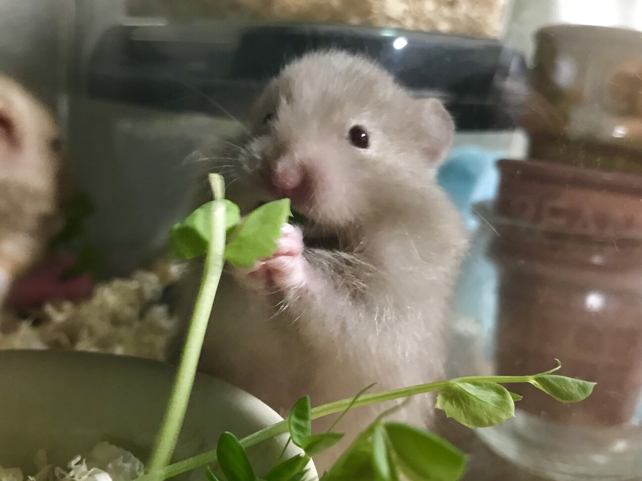 シリアンハムスター（長毛...」三重県 - 小動物の里親募集(316727) 1枚 