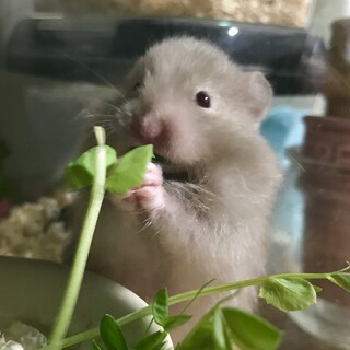 シリアンハムスター（長毛ダウカラー）の赤ちゃん